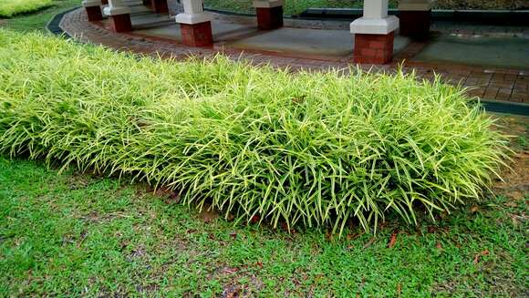 Image of Pandanus pygmaeus Thouars