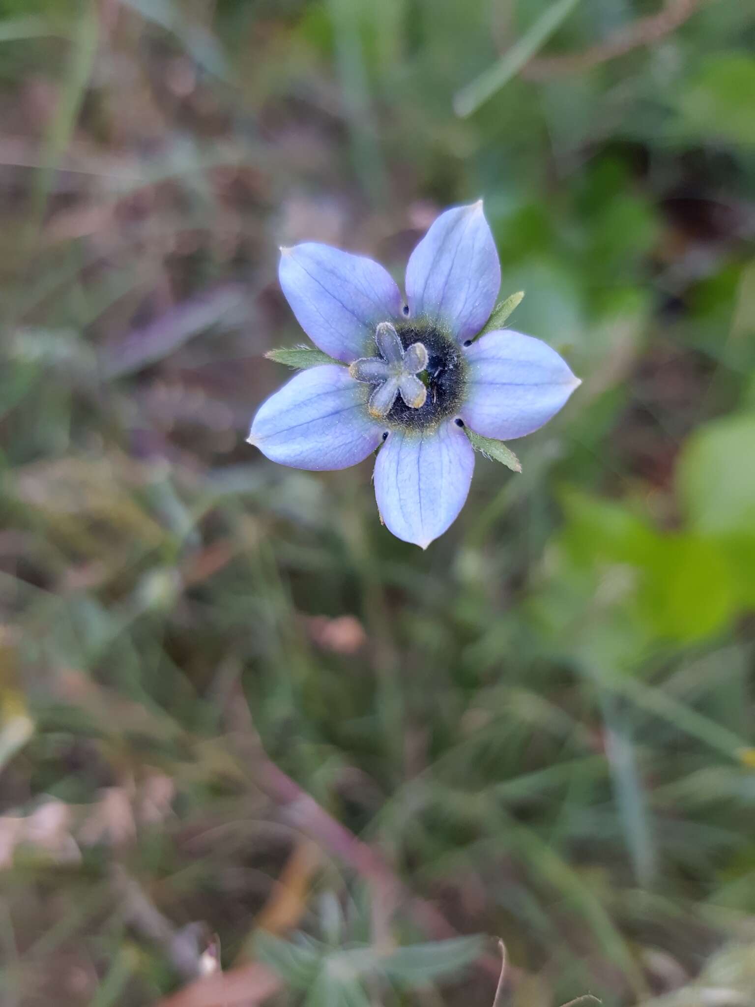 Image of Wahlenbergia capensis (L.) A. DC.