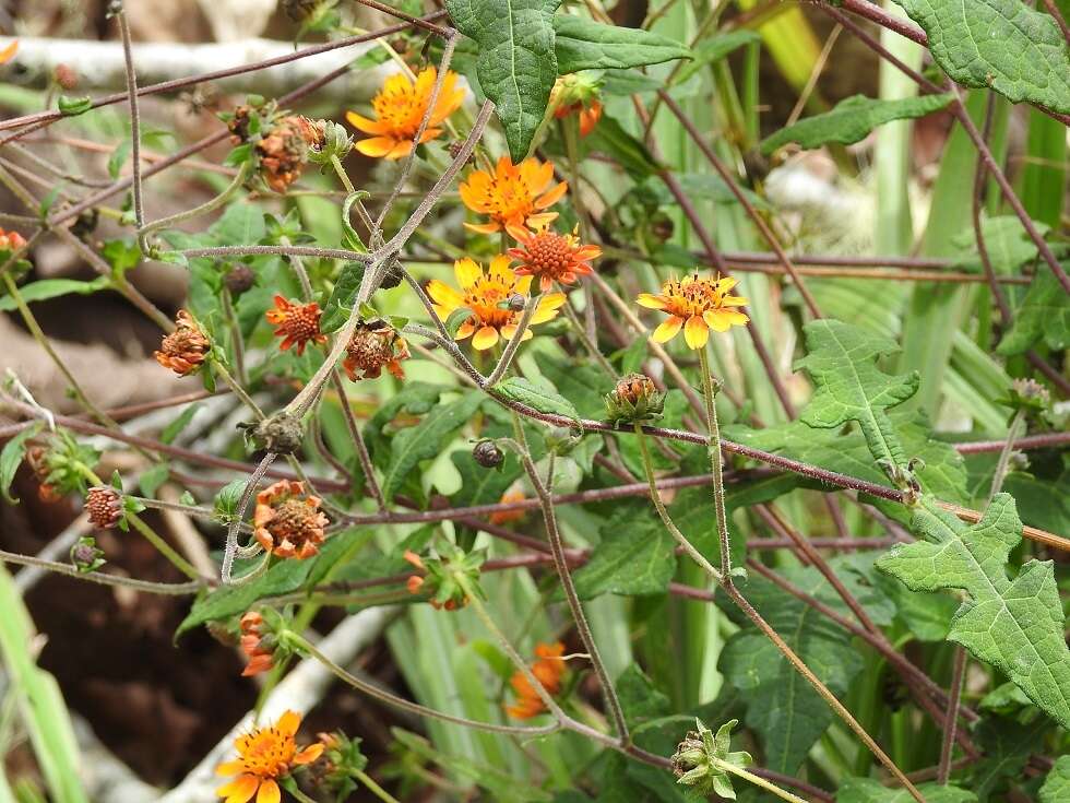 Image of Smallanthus oaxacanus (Sch. Bip. ex Klatt) H. Rob.