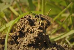 صورة Lasioglossum marginatum (Brullé 1832)