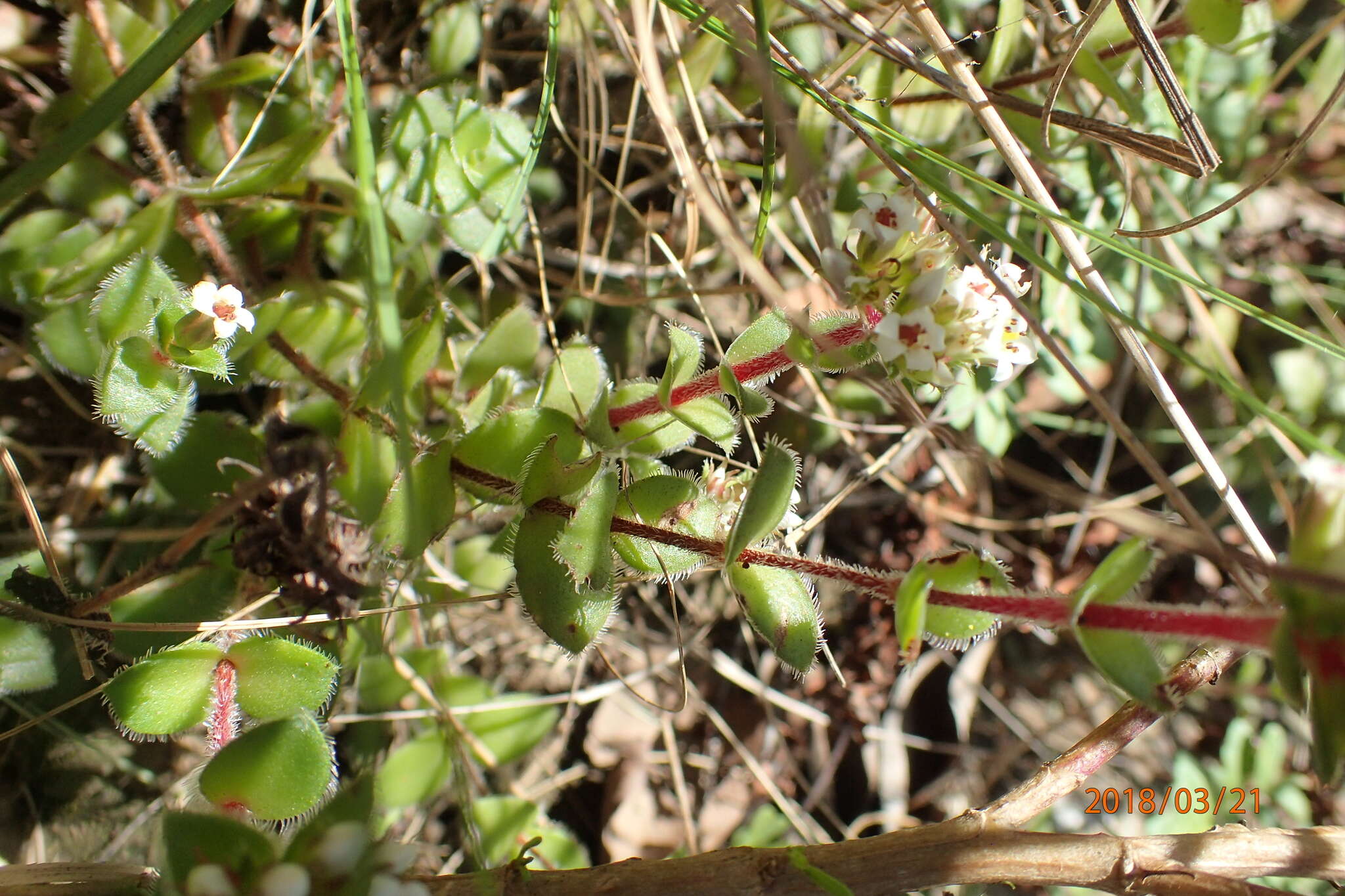 Image of Crassula obovata var. obovata