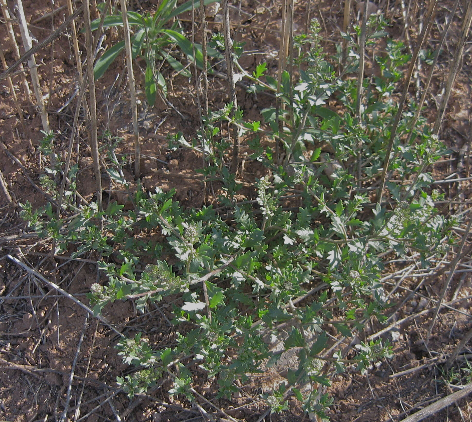 Plancia ëd Lepidium oblongum Small