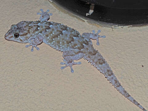 Image of Bibron's Thick-toed Gecko