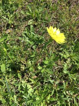 Image of tuberous desert-chicory