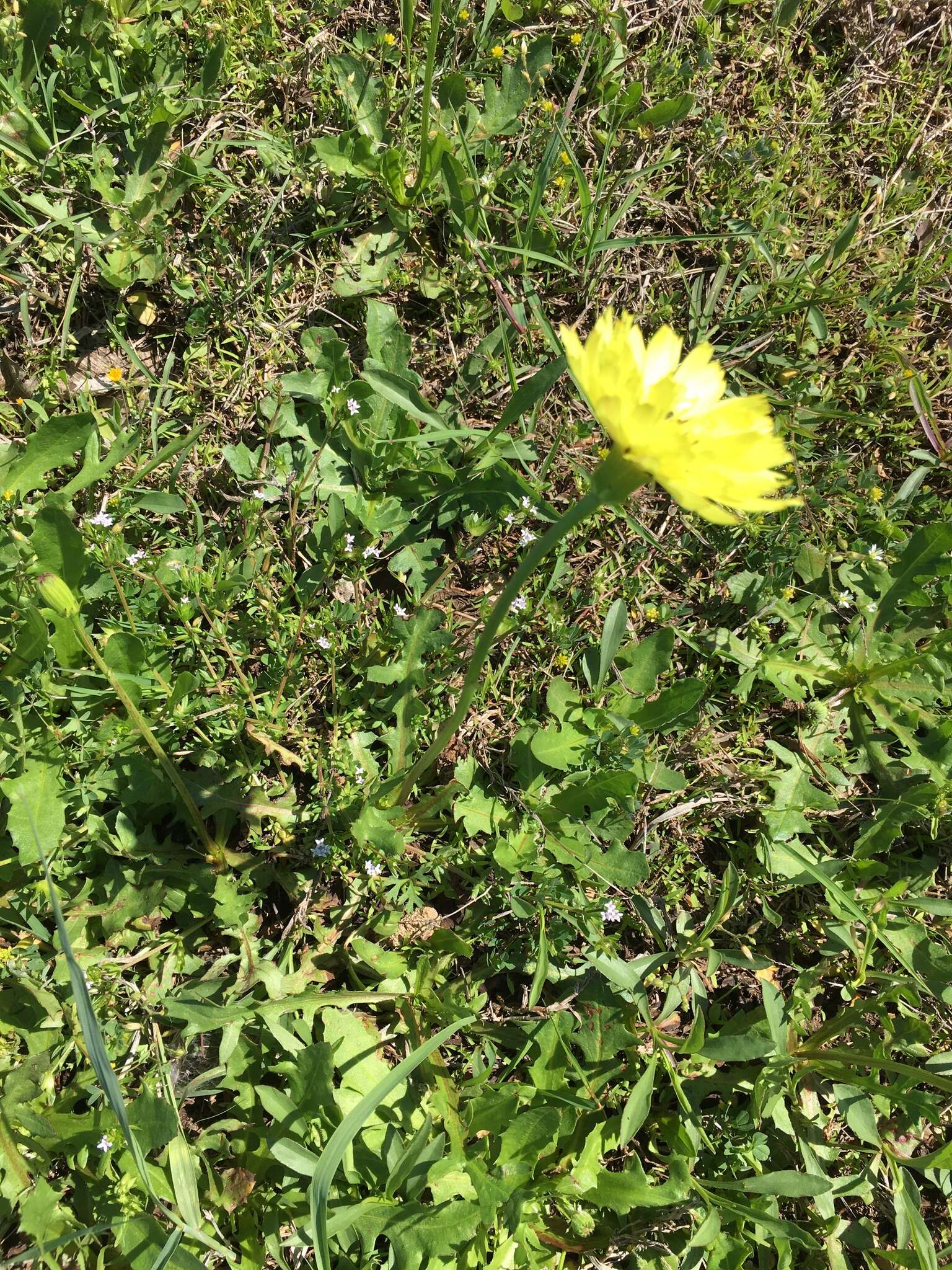 Image de Pyrrhopappus grandiflorus (Nutt.) Nutt.