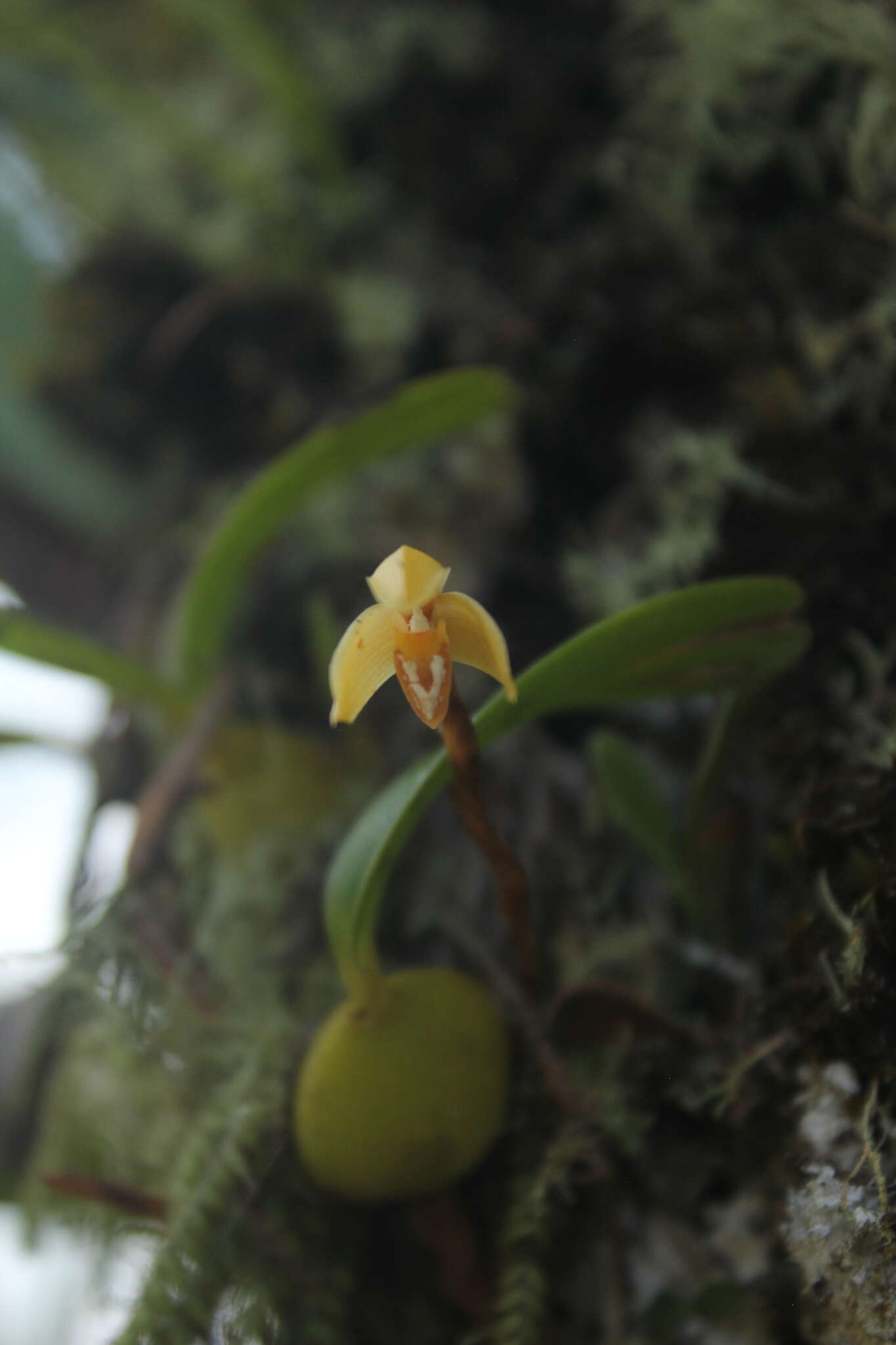 Imagem de Maxillaria notylioglossa Rchb. fil.