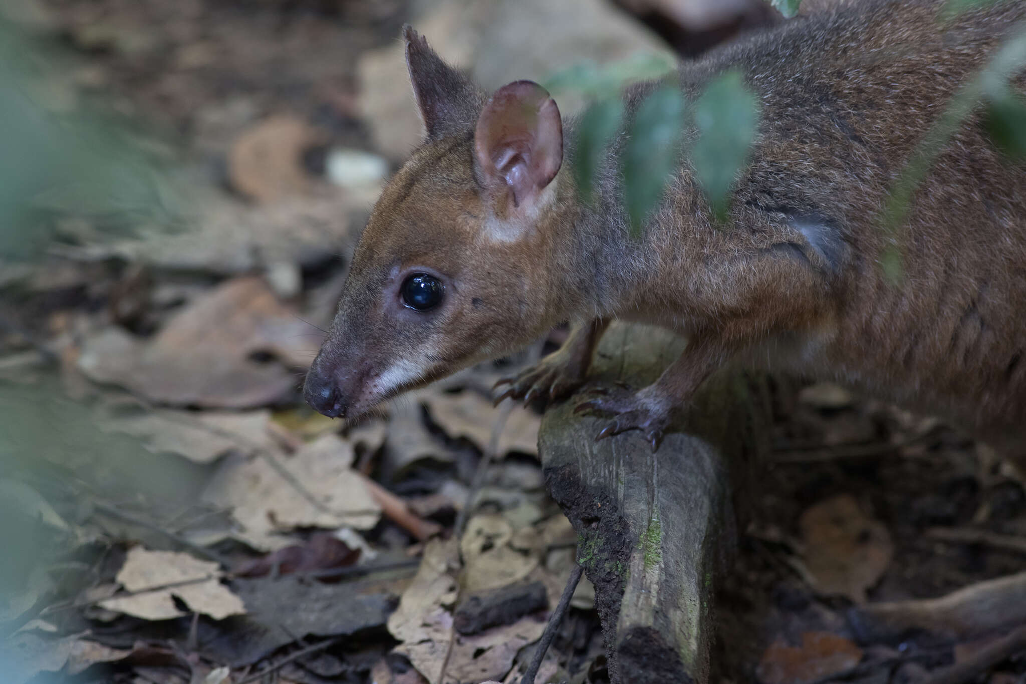 Image of Red-legged Pademelon