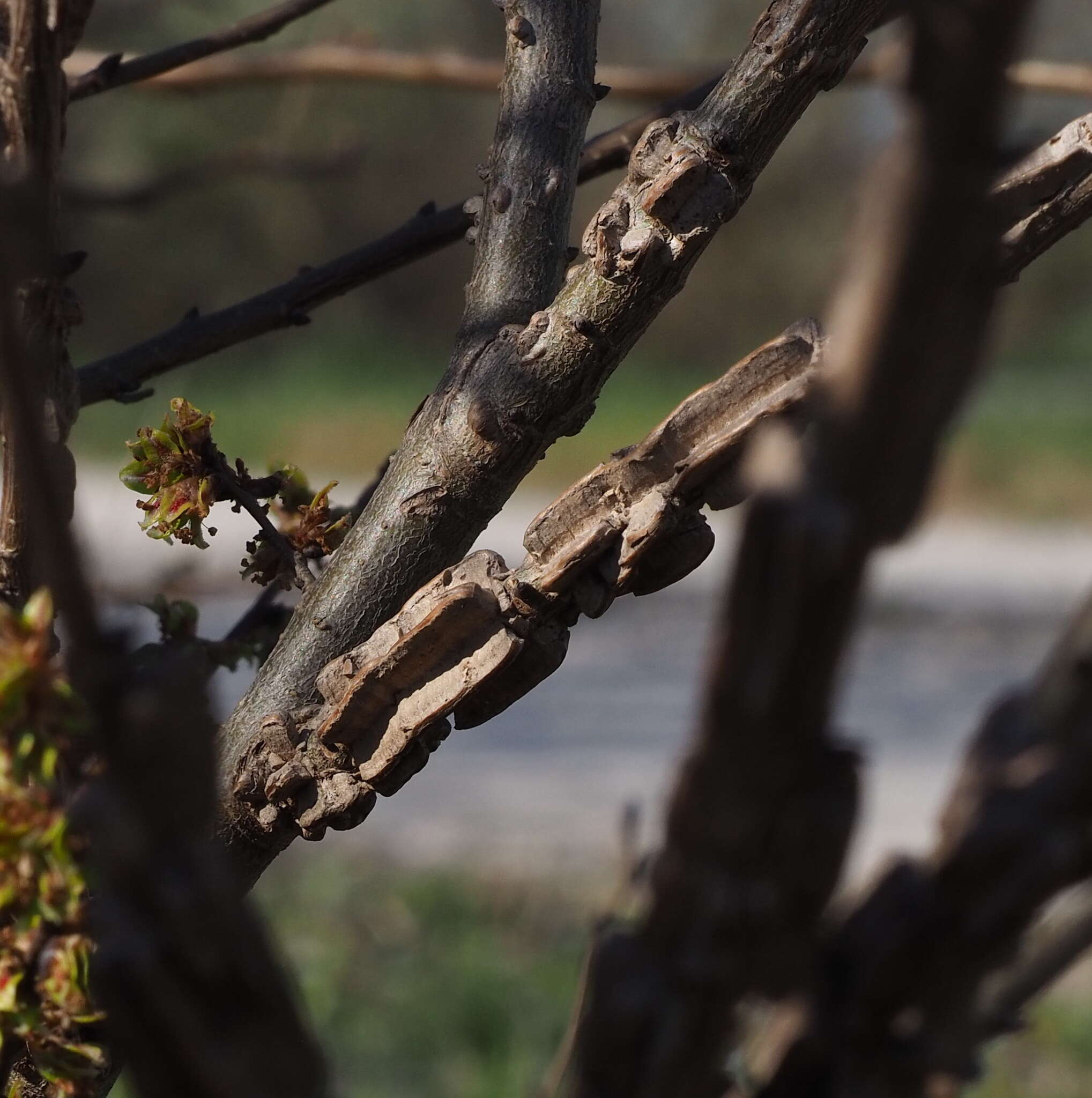 Image of Dutch elm disease