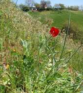 Image of blackspot hornpoppy