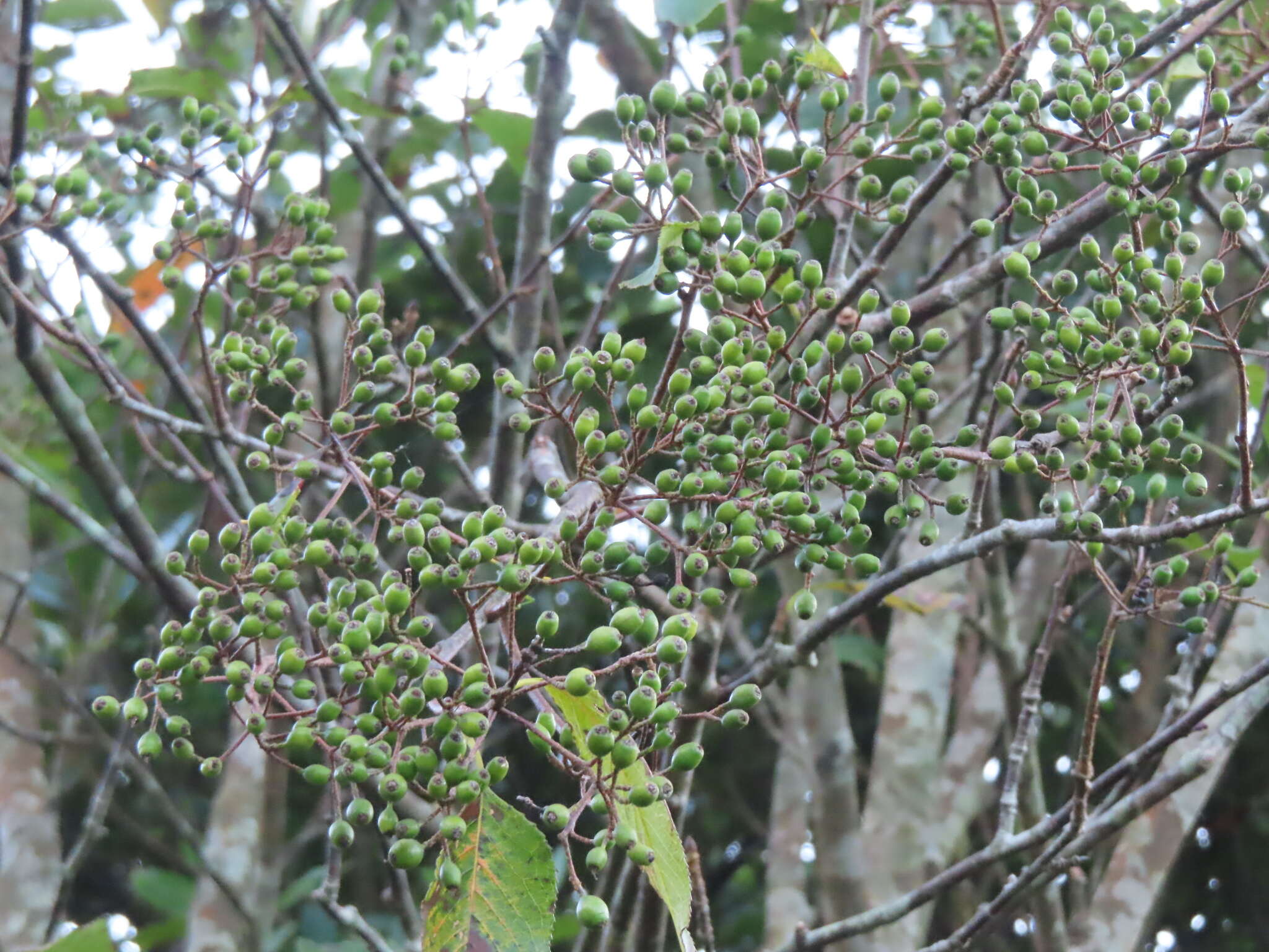 Image of Photinia beauverdiana C. K. Schneid.