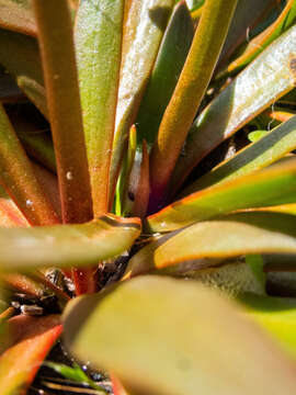 Image of Stylidium crassifolium R. Br.