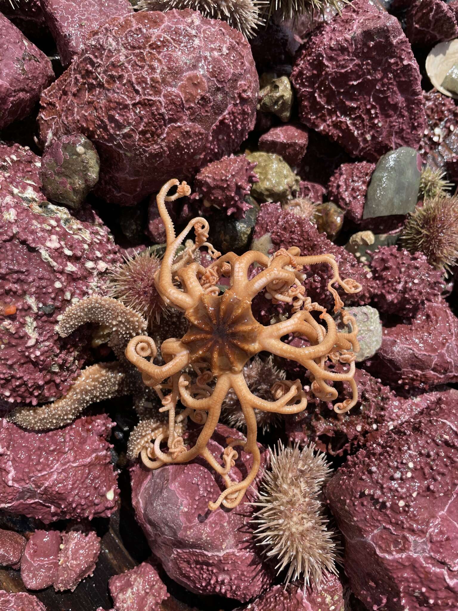 Image of northern basket star