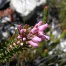 Plancia ëd Erica insolitanthera H. A. Bak.