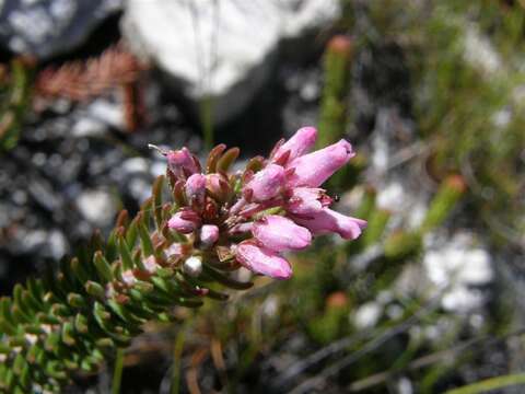 Plancia ëd Erica insolitanthera H. A. Bak.