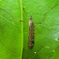 Image of Gynoplistia (Gynoplistia) notabilis Alexander 1926