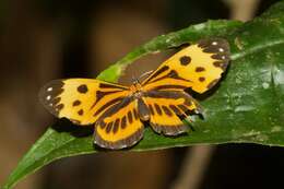 Stalachtis calliope (Linnaeus 1758) resmi