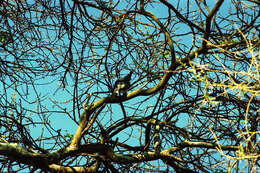 Image of White-bellied Go-away-bird