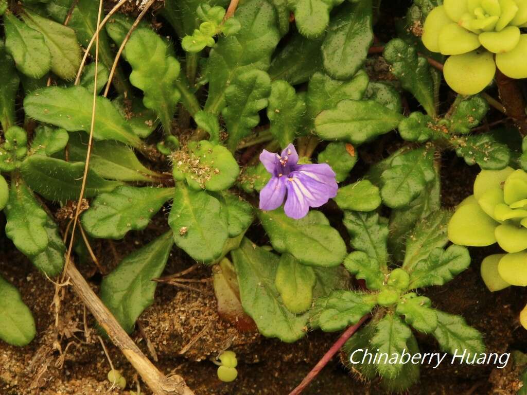 Слика од Ajuga pygmaea A. Gray