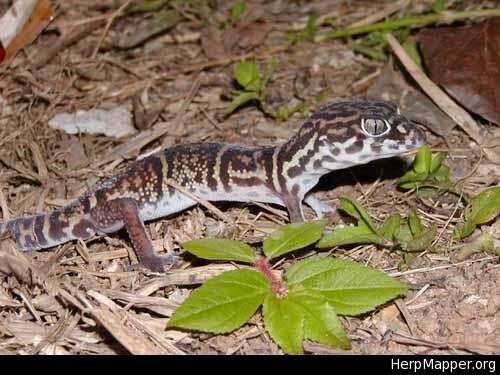 Image of Yucatan Banded Gecko