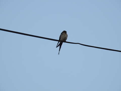 Image of Striated Swallow