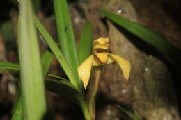 Imagem de Maxillaria meridensis Lindl.