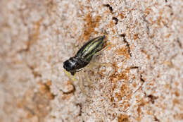 صورة Phintella debilis (Thorell 1891)