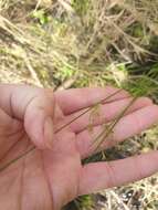 Image of Juncus pauciflorus R. Br.