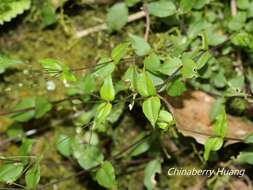 Image of Stellaria reticulivena Hayata