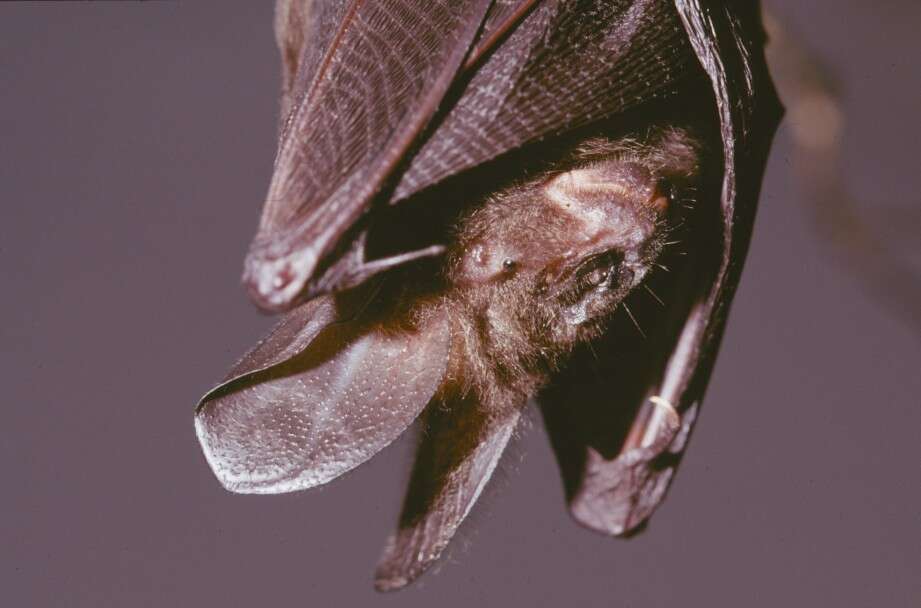 Image of Large Slit-faced Bat