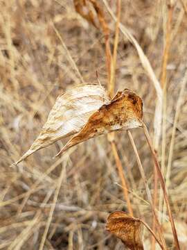 Image of commelina