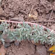 Image of Tropaeolum polyphyllum Cav.