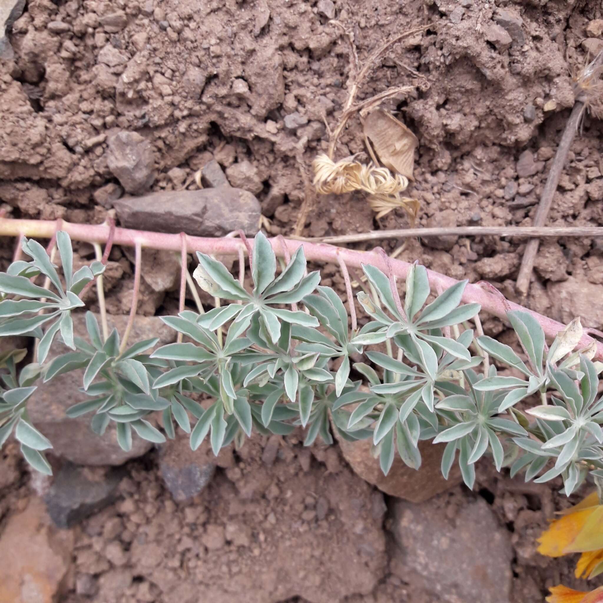 Image of Tropaeolum polyphyllum Cav.