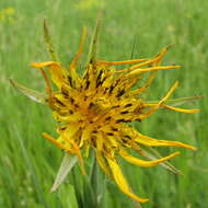 Image de Tragopogon orientalis L.