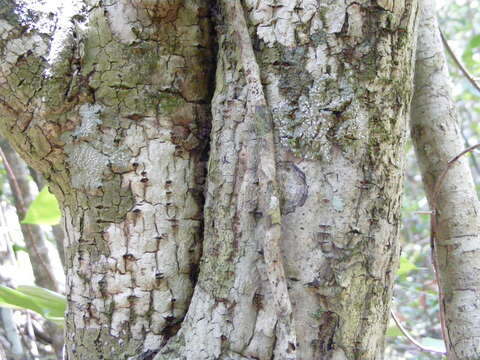 Image of Jatropha divaricata Sw.