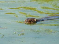 Image of La Plata Otter