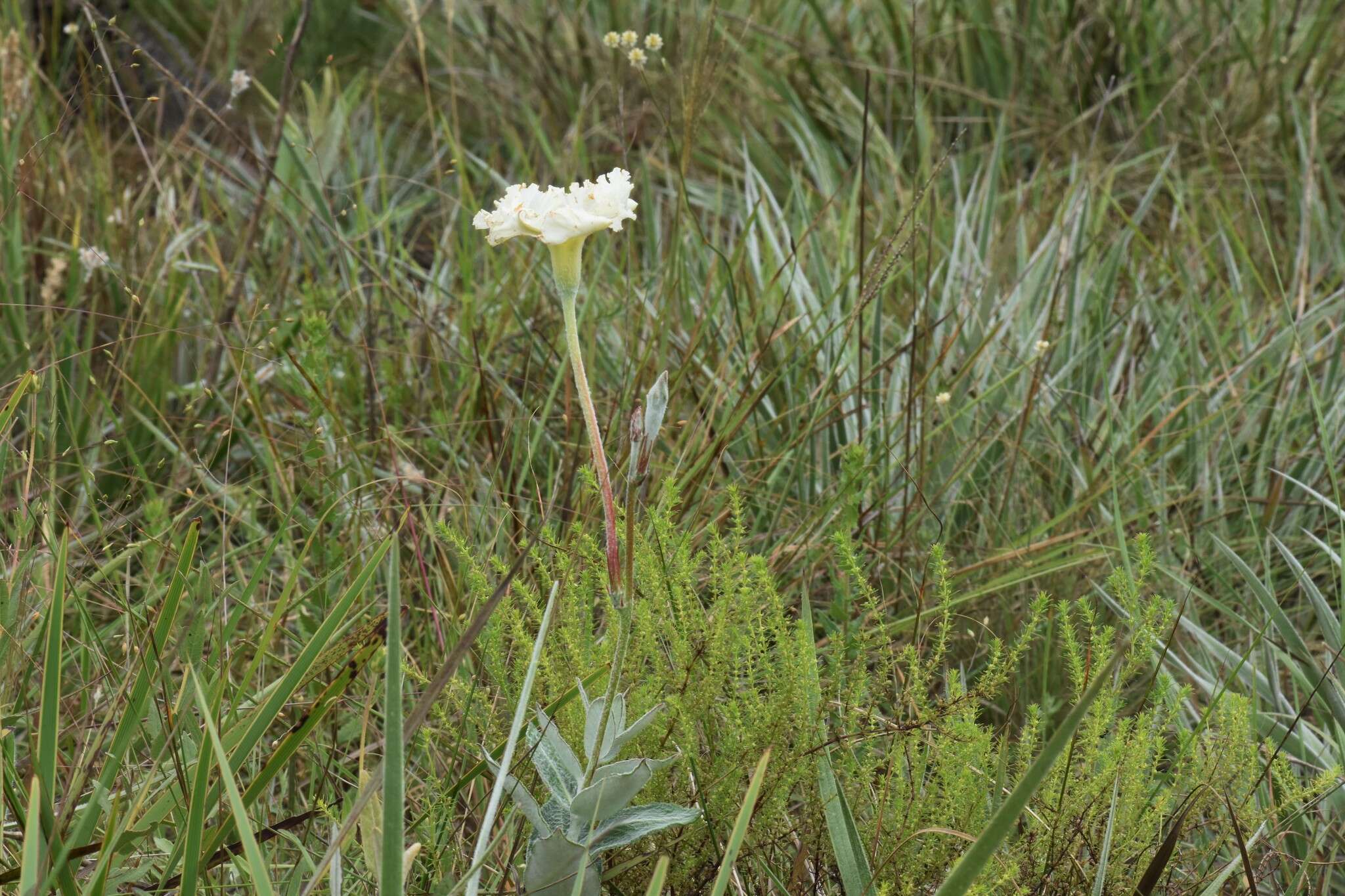 Image of Mandevilla longiflora (Desf.) Pichon