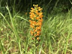 Image de Platanthera cristata (Michx.) Lindl.