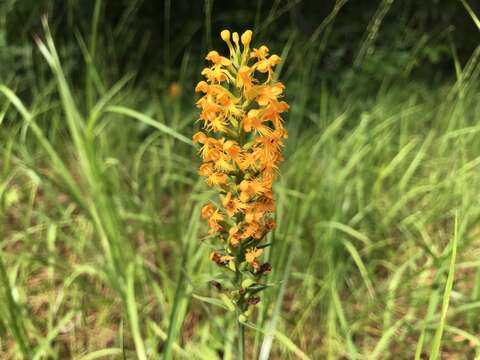 Image of Crested Yellow Orchid