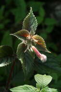 Imagem de Achimenes grandiflora (Schiede) DC.