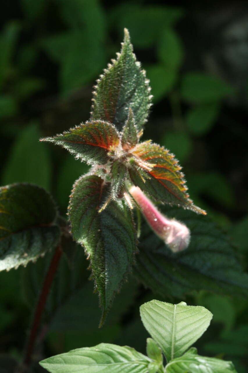 Imagem de Achimenes grandiflora (Schiede) DC.