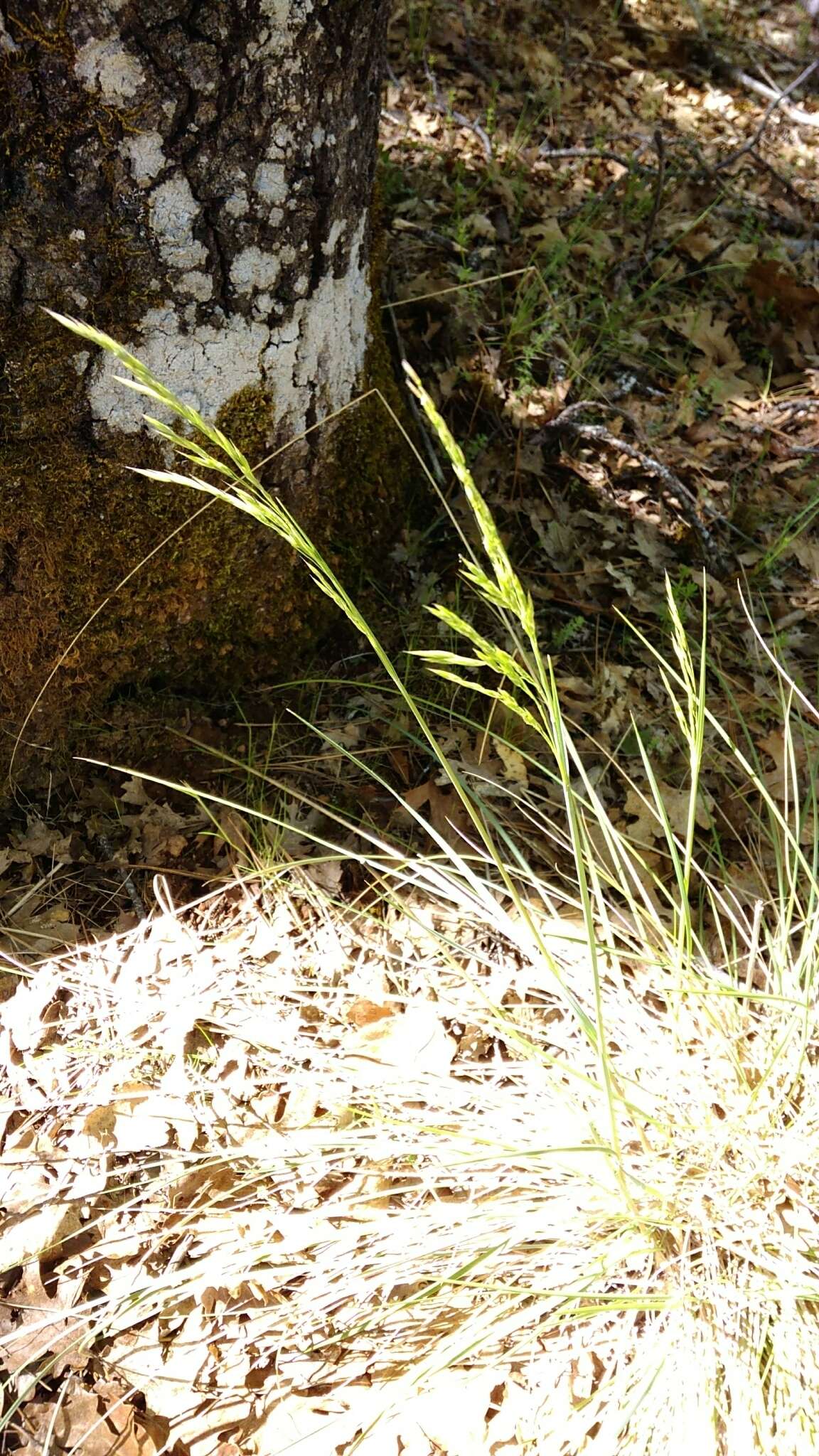 Plancia ëd Festuca californica Vasey