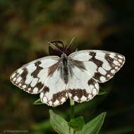 Plancia ëd Melanargia lachesis Hübner 1790