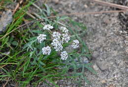 Image of Geyer's biscuitroot