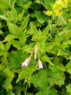 Image of alpine willowherb