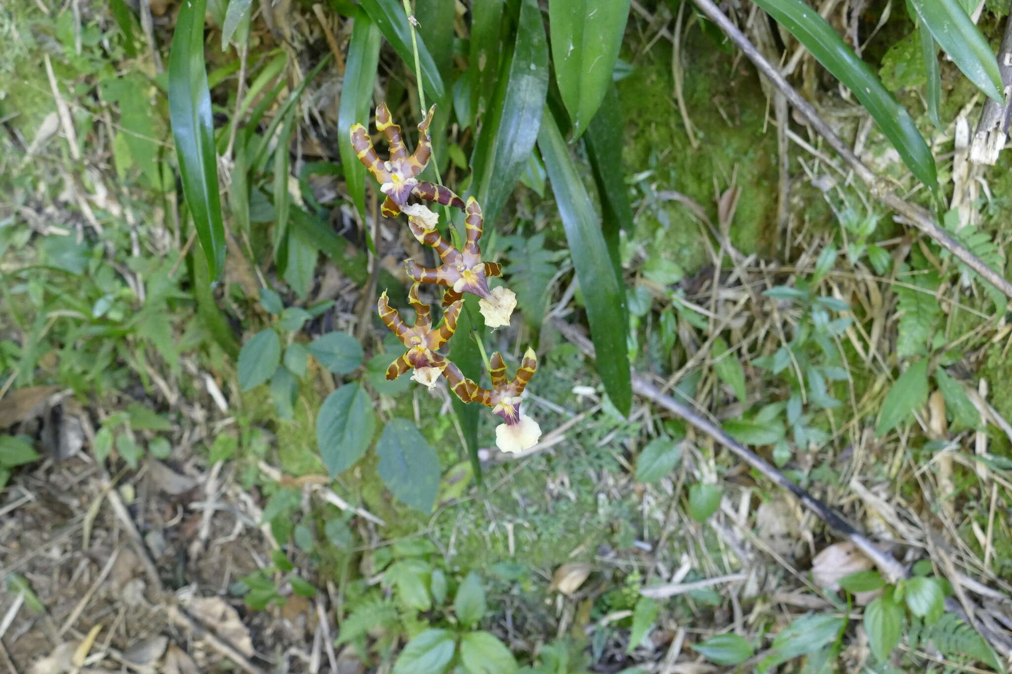 Image of Clowes' Miltonia