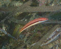 Image of Mediterranean rainbow wrasse