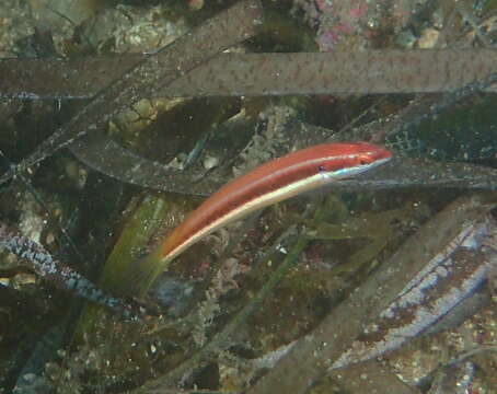 Image of Mediterranean rainbow wrasse