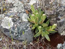 Imagem de Dudleya abramsii subsp. setchellii (Jeps.) Moran