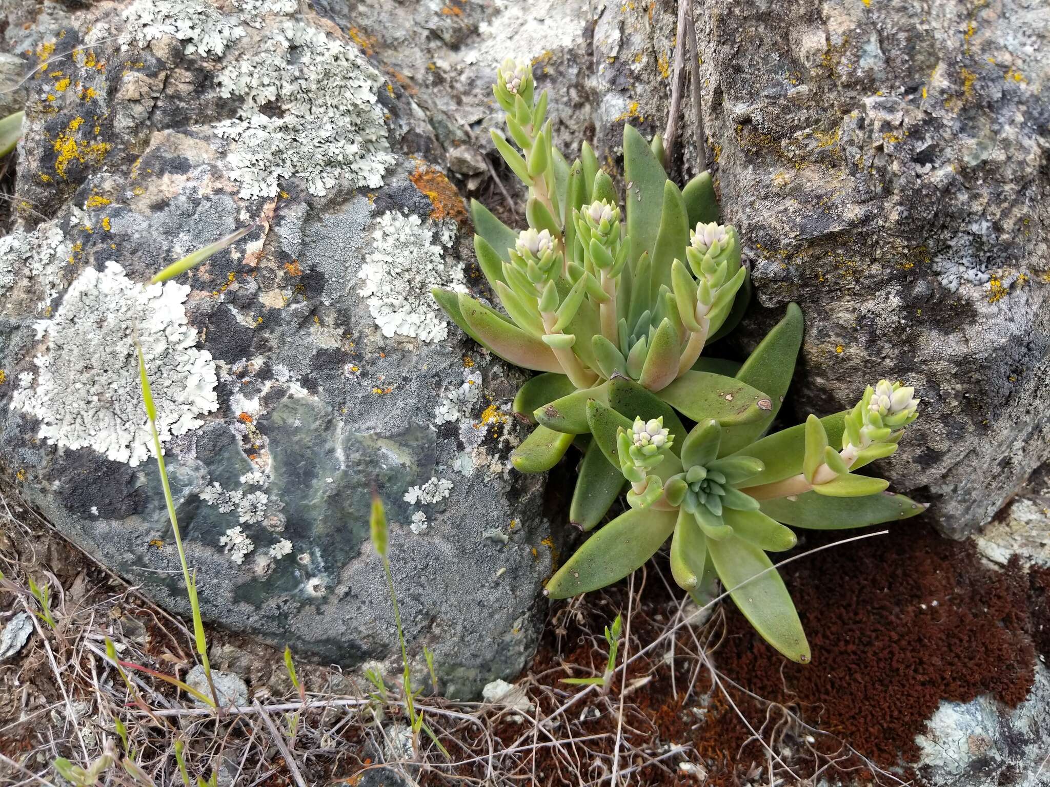 Imagem de Dudleya abramsii subsp. setchellii (Jeps.) Moran