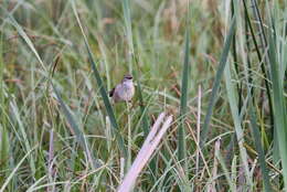 Image of African Bush-Warbler